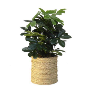 Couvre les pots cylindrique décoratif en sparte naturelle  28cm de diamètre x 28cm de hauteur sans fond - Beige, Osier